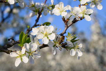 Almond trees blooming in orchard against blue, Spring sky.