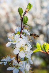 Almond trees blooming in orchard against blue, Spring sky.