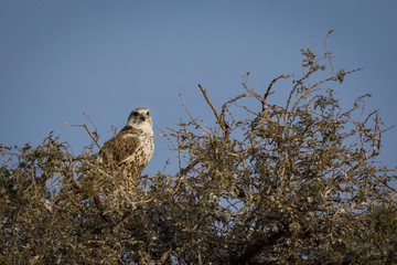 saker falcon national bird of mangolia visiting bikaner, rajasthan india