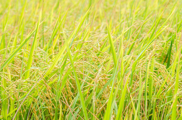 Paddy rice plantation field