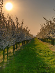 Obraz premium Almond trees blooming in orchard against blue, Spring sky.