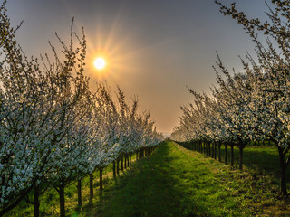 Almond trees blooming in orchard against blue, Spring sky.