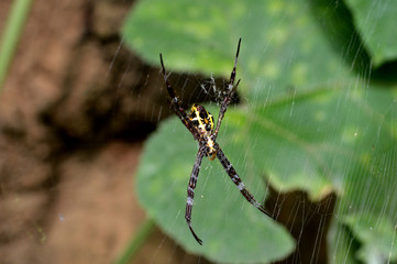 cute tiny small spider in the web 