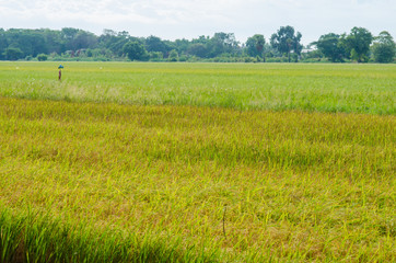 Obraz premium Paddy rice plantation field