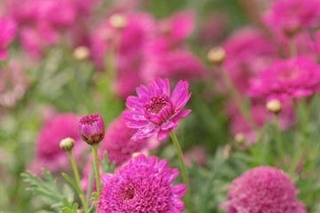 Close up Canary daisy in full bloom at sunrise with water drops
