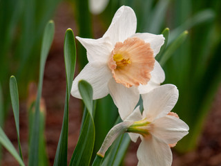 white blooming daffodils