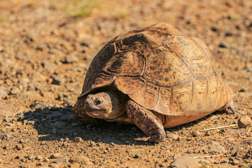 Leopard tortoise called also mountain tortoise
