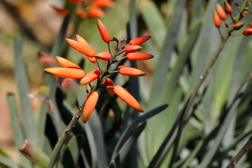 Florida flame flowering tropical vine live plant prolific bright orange spring bloom