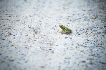 Frosch