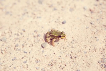 Frosch