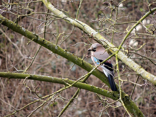 Jay, Garrulus glandarius, on a tree branch