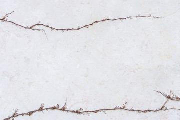 The wall is made of brick and then painted in white. There are creepers on the left wall. This wall is popular in English style. Also known as a vintage style. as background with copy space.