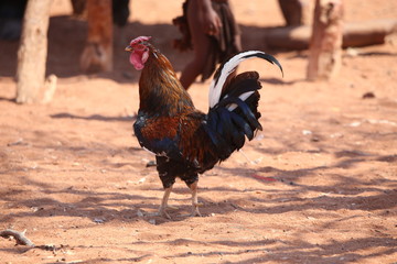 portrait of a rooster