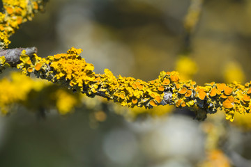 Ast mit Flechten oder Pilzbefall