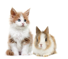 Fototapeta na wymiar kitten and rabbit together