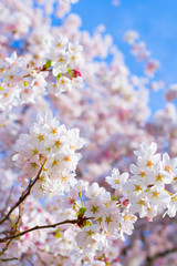 Cherry Blossoms of Spring