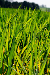 Junges Getreidefeld im Frühling