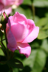 Rosenpracht