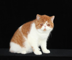 Fototapeta na wymiar exotic cat kittens animal pet persian black white red