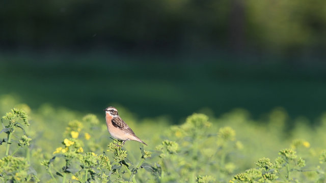 Braunkehlchen