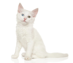 Turkish angora kitten on white background