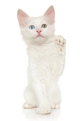 Turkish Angora kitten with raised paw
