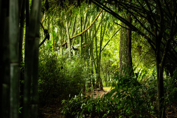 bamboo forest