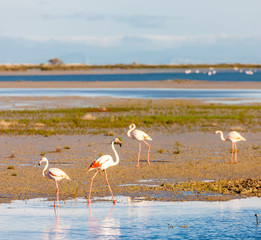 flamingos, Camargue, Provence, France