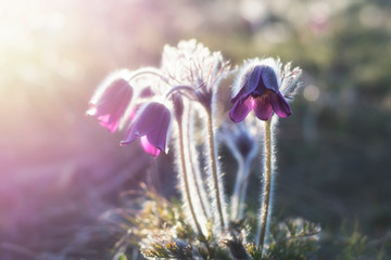 The rare plant pasque-flowers (Pulsatilla nigricans) blossoms in the steppe, nature reserve...
