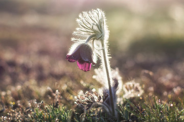 The pasque-flowers (Pulsatilla nigricans) blossoms in the steppe. Photo in the backlight.