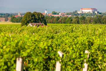 Fototapeta na wymiar vineyards, Siklos castle, Hungary