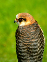 Red-footed falcon