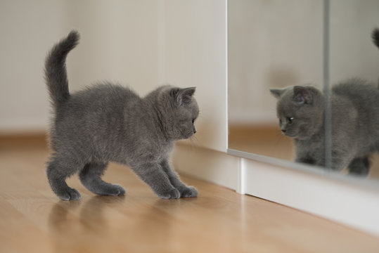 blue british shorthair kitten looking into the mirror