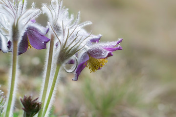 Large flowers of pasque-flowers (Pulsatilla nigricans), which blooms in the steppe. Close-up photo.