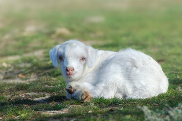 White nice little goatling lies on the spring lawn.