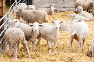 Sheep on the farm