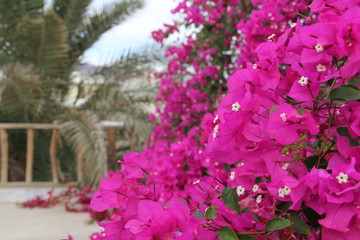 Fototapeta na wymiar Lilac red flowers on green bushes on the terrace