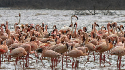 Obraz premium three greater flamingos among a flock of lesser flamingos in kenya