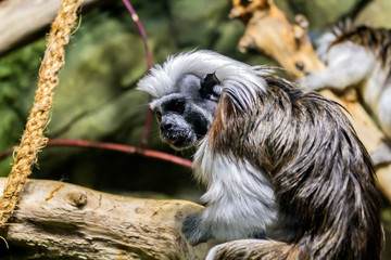 a small monkey eats something sitting on a branch of a large tree