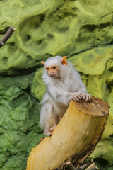 a small white monkey sits on a branch against a background of rocks and looks to the right