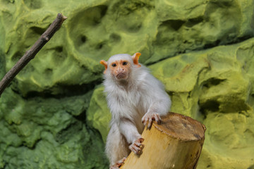 a small white monkey sits on a branch against a background of rocks and looks into the camera