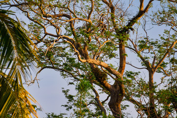 tree in autumn