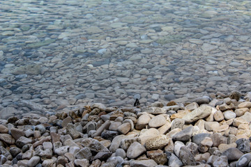 little black butterfly resting on a pebble beach, Croatia