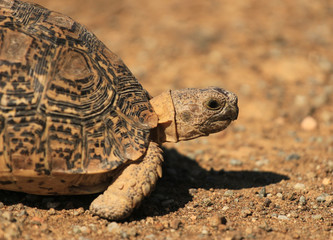 Obraz premium Leopard tortoise called also mountain tortoise in a South African national park