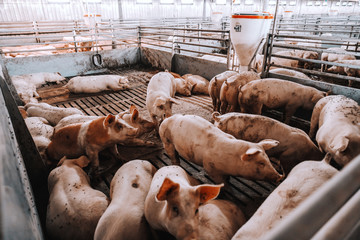 Lots of pigs in animal shed eating, standing and lying. Meat industry concept.