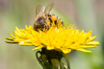Busy honey bee feeding on dandelion.