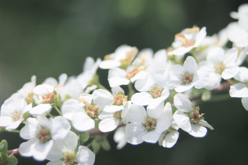 ユキヤナギアップ