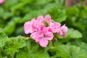 Pelargonium flower, known as geranium, pelargoniums, or storksbill