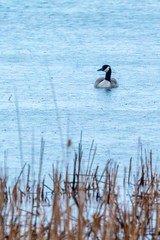 Lone Goose in Rain