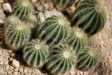 Naklejka na ściany i meble Close-up of green cactus plants with sharp spines